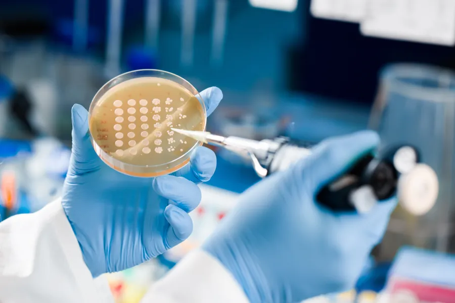 Close-up of a gloved scientist working with yeast inoculations in a laboratory.